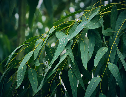 Eucalyptus