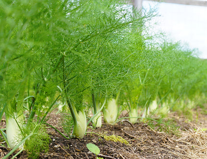 Fennel