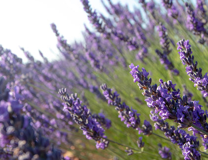 Lavender