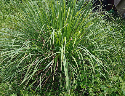 Lemongrass