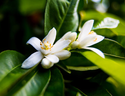 Neroli