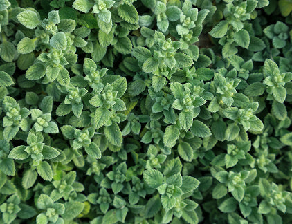 Oregano