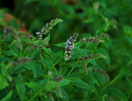 Peppermint