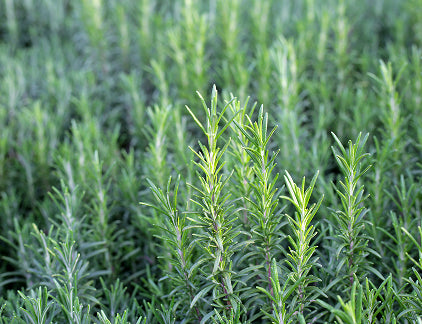 Rosemary